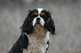 CAVALIER KING CHARLES 812